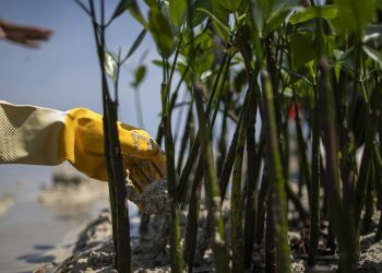 Pejabat Kemenhut Menjadi Kepala Badan Pengelola Gambut dan Mangrove