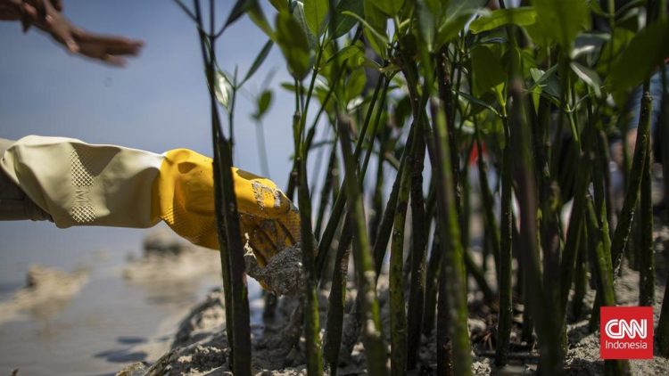 Pejabat Kemenhut Menjadi Kepala Badan Pengelola Gambut dan Mangrove