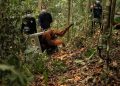 Delapan Orangutan Ditranslokasi ke Hutan Lindung Ketapang untuk Menghindari Karhutla