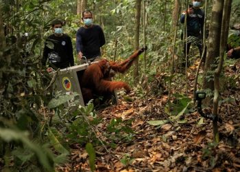Delapan Orangutan Ditranslokasi ke Hutan Lindung Ketapang untuk Menghindari Karhutla
