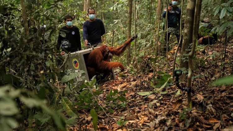 Delapan Orangutan Ditranslokasi ke Hutan Lindung Ketapang untuk Menghindari Karhutla