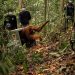 Delapan Orangutan Ditranslokasi ke Hutan Lindung Ketapang untuk Menghindari Karhutla